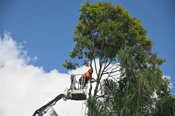 How Our Tree Care Process Works  in  Union, NJ